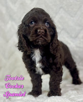 Tootsie Female AKC Cocker Spaniel $1375