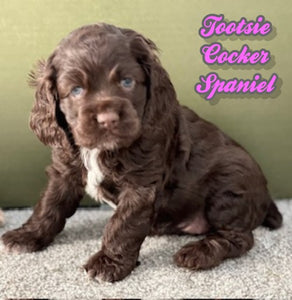 Cocker Spaniel