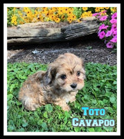 Toto Male Cavapoo $975