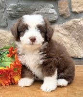  Toy Aussiepoo