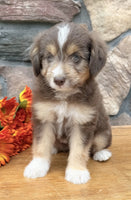 Toy Aussiepoo