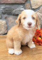 Toy Aussiepoo