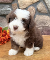 Toy Aussiepoo