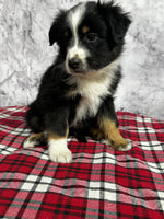 Toy Australian Shepherd