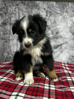 Toy Australian Shepherd