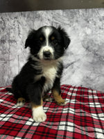 Toy Australian Shepherd