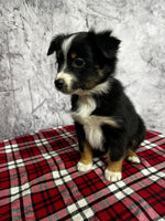 Toy Australian Shepherd