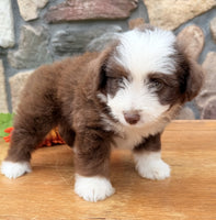  Toy Aussiepoo