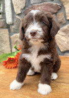 Toy Aussiepoo