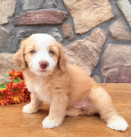 Toy Aussiepoo