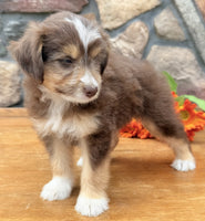 Toy Aussiepoo