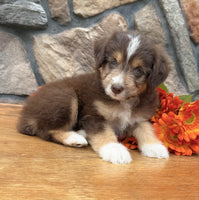 Toy Aussiepoo