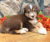 Toy Aussiepoo