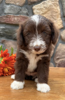 Toy Aussiepoo