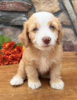 Toy Aussiepoo