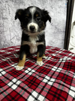 Toy Australian Shepherd