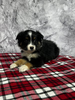 Toy Australian Shepherd