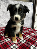 Toy Australian Shepherd