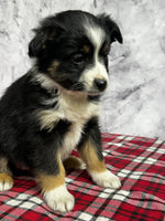 Toy Australian Shepherd