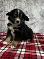 Toy Australian Shepherd