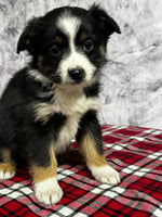 Toy Australian Shepherd