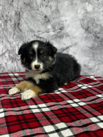 Toy Australian Shepherd