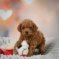 Toy Poodle