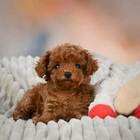 Toy Poodle