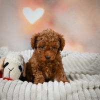 Toy Poodle