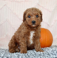 Toy Poodle