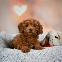 Toy Poodle