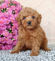 Toy Poodle