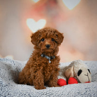 Toy Poodle