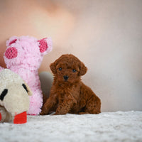 Toy Poodle