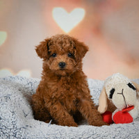 Toy Poodle