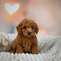 Toy Poodle