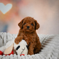 Toy Poodle