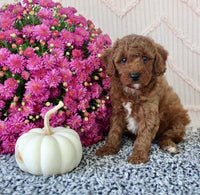 Toy Poodle
