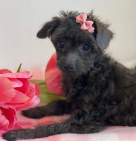 Toy Poodle