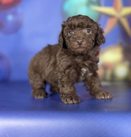 Toy Poodle