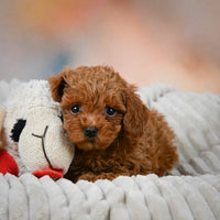 Toy Poodle