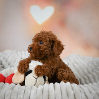 Toy Poodle