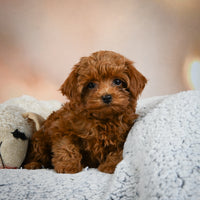 Toy Poodle