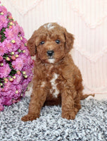Toy Poodle