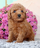 Toy Poodle