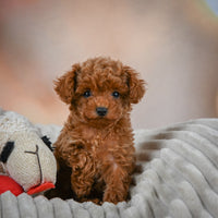 Toy Poodle