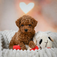 Toy Poodle