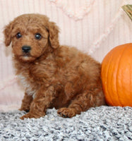 Toy Poodle