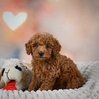 Toy Poodle