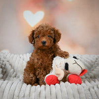 Toy Poodle